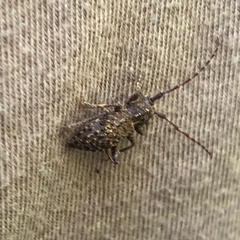 Plectrura spinicauda