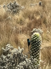Nectarinia johnstoni