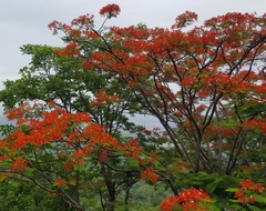 Delonix regia