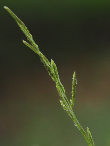 Paspalum urvillei