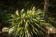 Helmholtzia glaberrima