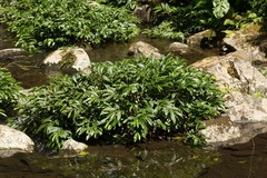 Elatostema reticulatum