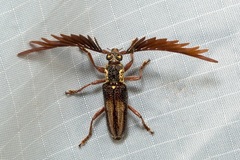 Piesarthrius marginellus