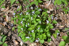 Viola labradorica