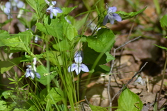 Viola labradorica