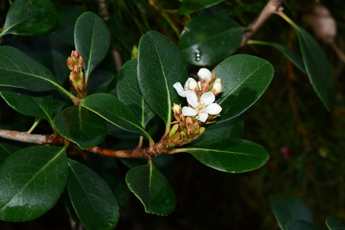 Rhaphiolepis indica