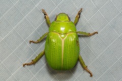 Anoplognathus prasinus