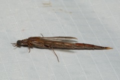 Lymexylidae
