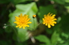Two-flower Dwarf-Dandelion - Photo (c) Mark Kluge, some rights reserved (CC BY-NC), uploaded by Mark Kluge