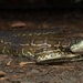 Morelia spilota mcdowelli - Photo (c) dhfischer,  זכויות יוצרים חלקיות (CC BY-NC), uploaded by dhfischer