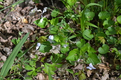 Viola labradorica