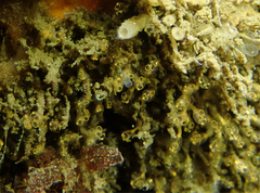 Pycnoclavella stanleyi