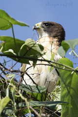 Buteo brachyurus