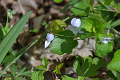 Viola labradorica