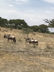 Connochaetes taurinus albojubatus