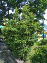 Machilus obovatifolia