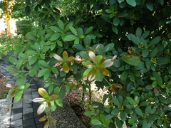Machilus obovatifolia