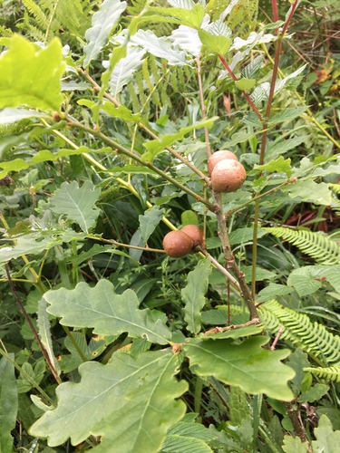 pedunculate oak × sessile oak