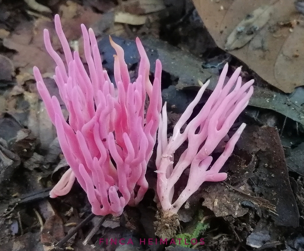 Clavaria schaefferi · August 2020 · photo: © heimatlos (iNaturalist, cc0)