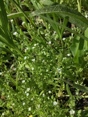 Plagiobothrys scouleri