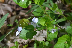Viola labradorica