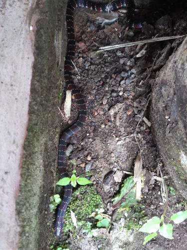 Photo of a Ornate Coralsnake (Micrurus ornatissimus)