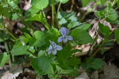 Viola labradorica