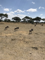 Connochaetes taurinus albojubatus