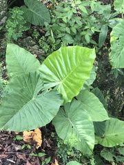 Alocasia odora