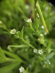 Plagiobothrys scouleri