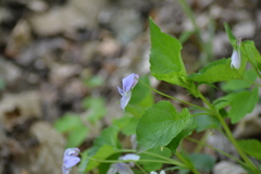 Viola labradorica