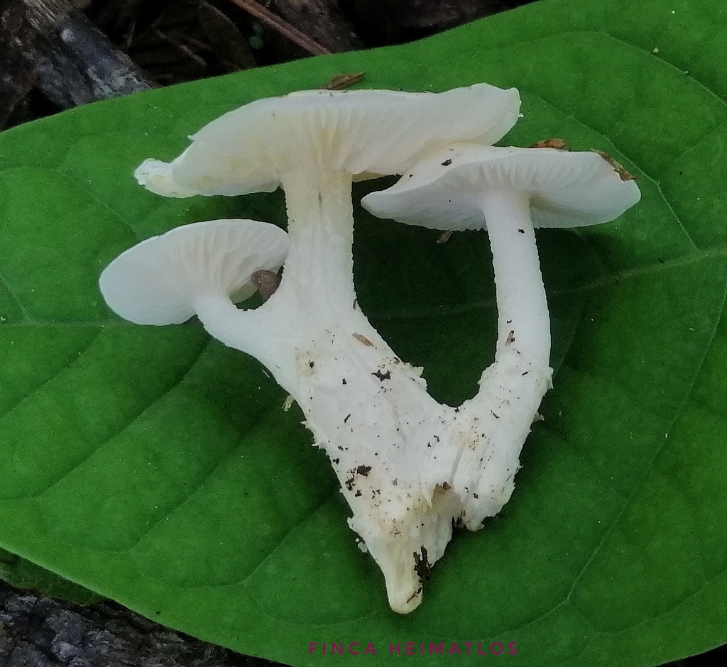 Albomagister subaustralis · August 2020 · photo: © heimatlos (iNaturalist, cc0)
