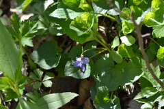 Viola labradorica
