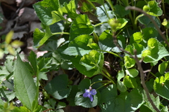 Viola labradorica