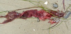 Chondracanthus