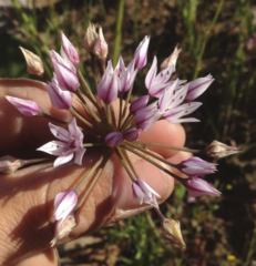 Allium praecox