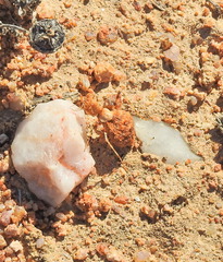 Ligariella