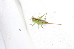 Odontoxiphidium apterum