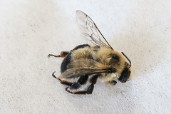 Anthophora bomboides