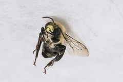 Anthophora bomboides