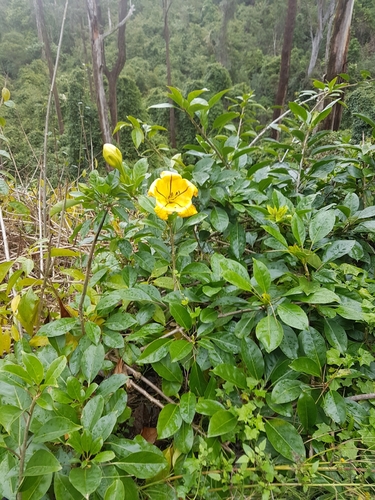 Solandra maxima
