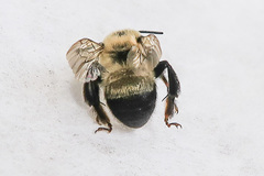 Anthophora bomboides