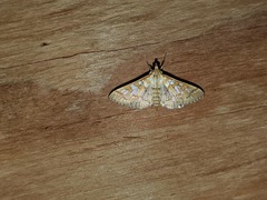 Epipagis fenestralis