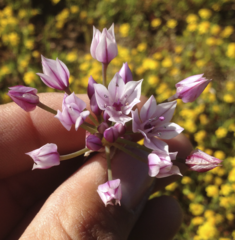 Allium praecox