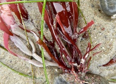 Chondracanthus