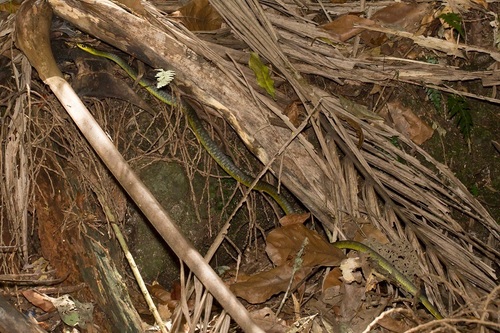 Common Tree Snake sighting