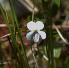 Viola macloskeyi