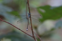 Lestes vigilax