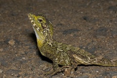 Lophosaurus spinipes