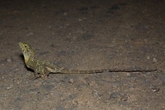 Lophosaurus spinipes